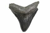 Serrated, Fossil Megalodon Tooth - South Carolina #299732-1